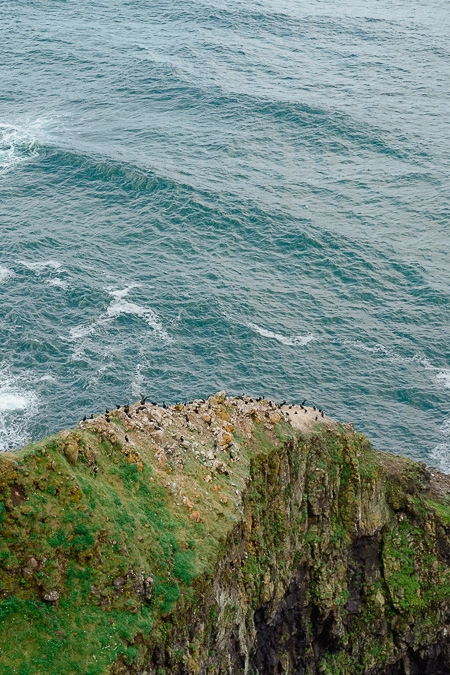 Pigeon Guillemot on Oregon Coast