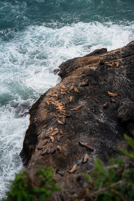 Sea Lions on the Oregon Coast