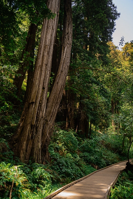 Muir Woods