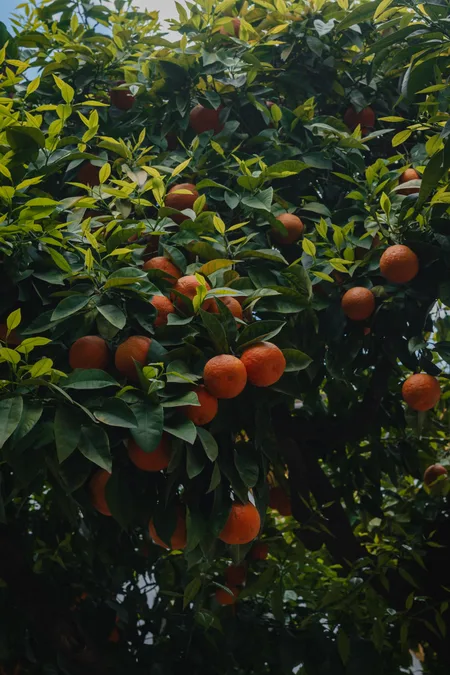 Orange tree heavy with fruit in Seville